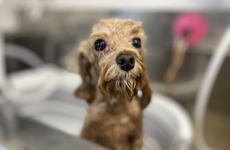 トリミング料金値上げのお知らせ｜Dog Salon M’s-One 