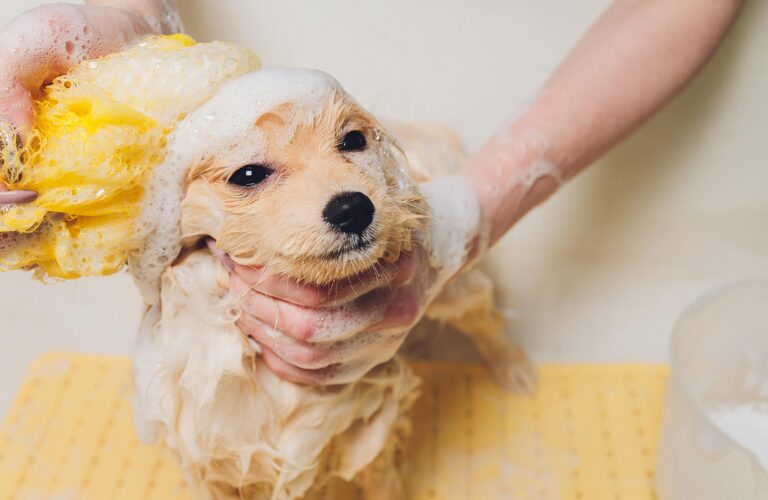 Dog Salon M’s-One |パーフェクトコロイドウォッシュとスキンコンディショナー