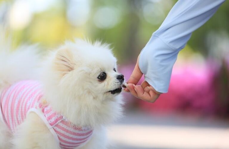 Dog Salon M's-One |K9natural｜おやつ　無添加   フリーズドライ　ビーフ