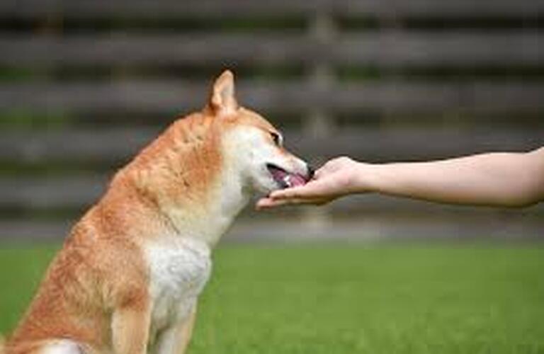 Dog Salon M's-One | Bon・rupa｜おやつ　国産　無添加　ささみふりかけ