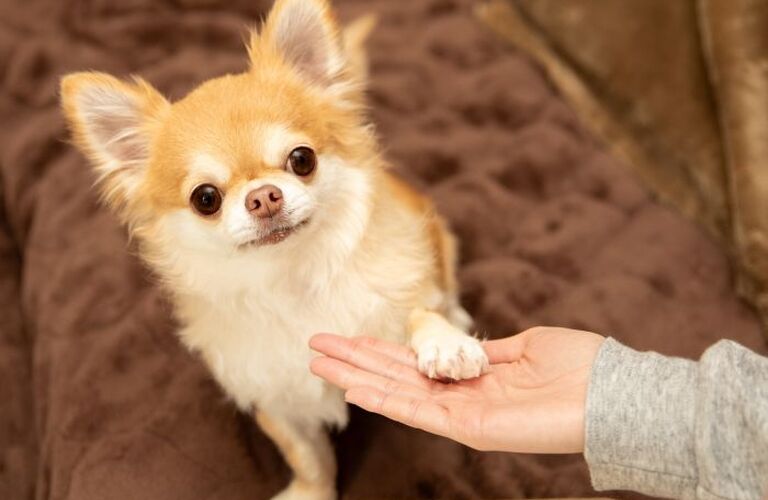 Dog Salon M's-One | Bon・rupa｜おやつ　国産　無添加   さつまいも