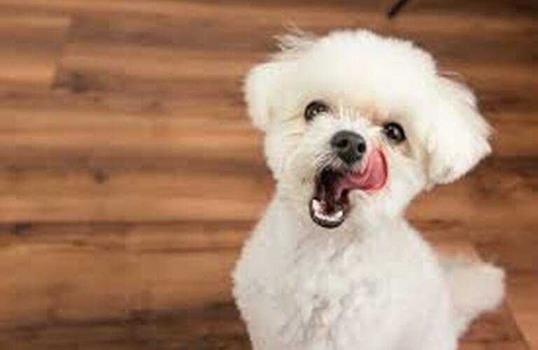 Dog Salon M's-One | Bon・rupa｜おやつ　国産　無添加   クッキー